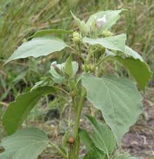 Image result for Astripomoea hyoscyamoides