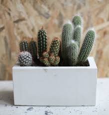 Diy Jardiniere Beton Avec Images Jardiniere Beton Jardinieres En Ciment Deco Plantes Interieur