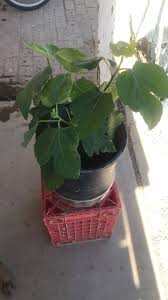 Image result for magnolia genia