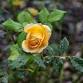 Date Nights in the Garden: Rose Propagation