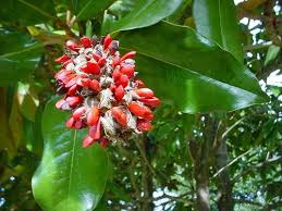 Image result for Bocconia arborea