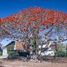 Image result for Erythrina abyssinica × lysistemon