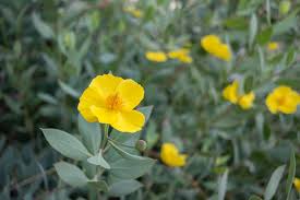 *when viewing the blooms, take only pictures. The Plant Guide For Our Southern California Low Water Front Yard Garden The Gold Hive