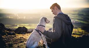 Best No Pull Dog Harness Reviews And Tips To Help You Choose