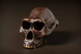 Meaning, pronunciation, synonyms, antonyms, origin, difficulty, usage index and more. Australopithecus Afarensis The Australian Museum