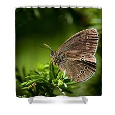 Image result for Aphantopus hyperantus