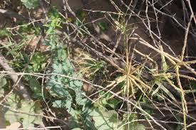 Image result for Acrachne