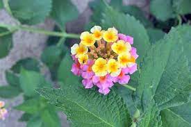 The flowers come in shades of pink, purple, white, or green. The 9 Best Full Sun Flowering Perennials For Zones 7 11 Gardener S Path