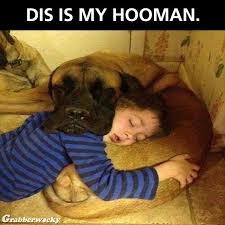 Dis Is My Hooman Dog Jokes Baby Dogs Funny Animals