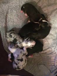 They're fiercely intelligent and loyal. Mini Australian Shepherd Puppies For Sale In Salem Oregon Classified Americanlisted Com