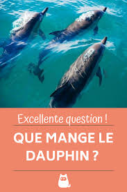 Que Mange Le Dauphin En 2020 Dauphin Dauphin Rose Poisson Combattant