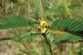 Image result for Chamaecrista biensis