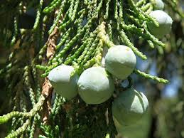 Image result for Juniperus procera