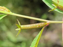 Image result for Ludwigia erecta