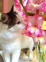 Leon And Gladiolus Cat Family Cats Animals