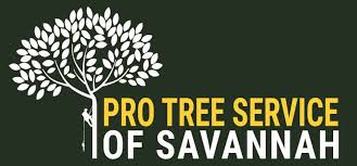We are your one stop for tree removal, pruning and any other tree care. Tree Removal Savannah Ga Pro Tree Service Of Savannah