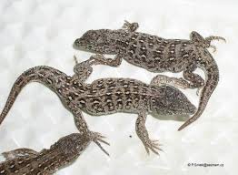 Image result for Drypetes arguta