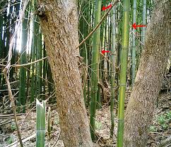 Image result for Justicia phyllostachys