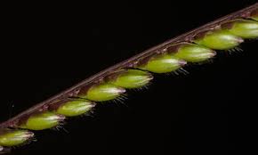 Image result for Urochloa brizantha