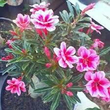 Get a fat caudex | how to make adenium caudex 5 times thicker? Jual Adenium Swallow Bibit Bunga Kamboja Bunga Adenium Tanaman Hias 01 Kota Metro Shopping Yuks Tokopedia