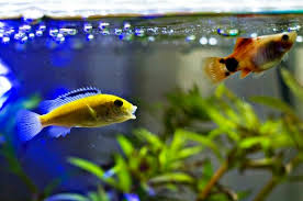 Beberapa jenis ikan hias air tawar yang langka. 13 Jenis Ikan Hias Untuk Aquarium Mini Beserta Gambarnya Hobinatang