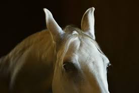 Horse Body Language: How To Read It And Understand It