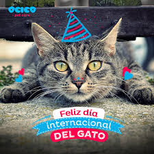 Dentro del mundo del cartoon o series animadas norteamericanas encontramos múltiples series protagonizadas por gatos, el gato félix, el gato garfield, tom el gato de tom y jerry, katnip de herman y katnip, don gato de don gato y su pandilla, entre muchos otros personajes felinos dentro del cartoon nortemericano. Feliz Dia Internacional Del Gato Imagenesbajar Com Dia Internacional Del Gato Feliz Dia Imagenes De Feliz Dia