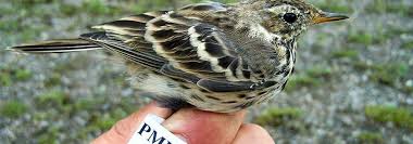 Image result for Entephria polata