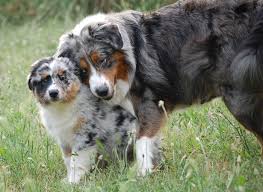 Le berger australien si vous ne trouvez pas tous les renseignements que vous souhaitez avoir, nous sommes à votre disposition. Chien De Berger Australien Chiot