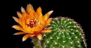 Prickly pear cactus with yellow and orange flowers on twin peaks in the adobe range near elko, nevada. Timelapse Of Orange Flower Blooming Lobivia Cactus Opening 2251017 Free Hd Video Clips Stock Video Footage