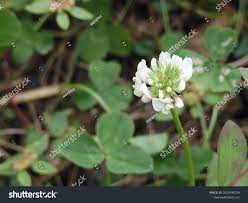 6 Shirotsumekusa Images, Stock Photos & Vectors | Shutterstock
