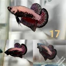 Ikan cupang sendiri dibedakan menjadi dua, yaitu cupang aduan dan cupang hias. Hot Promo Ikan Cupang Jantan Black Samurai Mamba Dragon Blue Light Mainan Lainnya Mainan Hobi Koleksi Bukalapak Com Inkuiri Com
