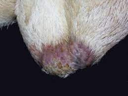 Male Genital System Abstract Europe Pmc