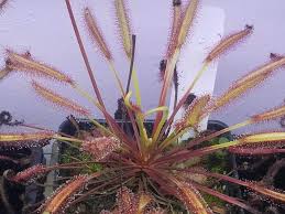 Image result for Drosera pilosa