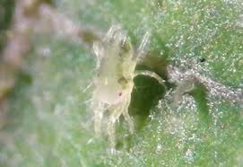 Image result for spotted spider mite