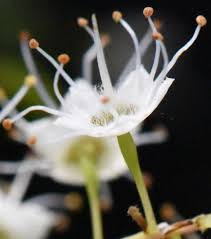 Image result for Terminalia randii