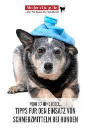 pin auf gesundheit von hunden krankheiten von hunden