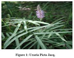 Image result for Uraria picta