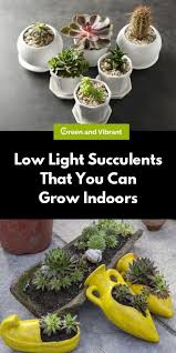 Here are some of the survival tactics that help determine how long can a cactus live without most plants open their stomata during the day to allow the intake of sunlight and uptake of carbon dioxide which helps in photosynthesis. Low Light Succulents That You Can Grow Indoors Trees Com