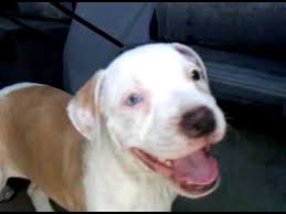 This means that most dogs of such breed will carry the coating characteristic. All White Pitbull Puppies With Blue Eyes Pet S Gallery