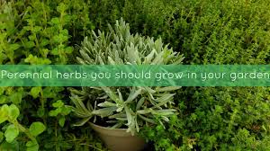 It is incorporated into many different cooking styles and cuisines. Jibberjabberuk Perennial Herbs You Should Grow In Your Garden