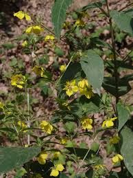 Image result for Lysimachia ruhmeriana