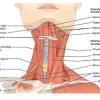 Anterior refers to the side of the structure facing up in the standard anatomical position while posterior refers to the bottom side. Https Encrypted Tbn0 Gstatic Com Images Q Tbn And9gcr4zukehmicdabi8 Rdbqmufnjqcmrmi2dewvb5 4ir4 Wroy7j Usqp Cau
