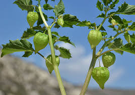 Image result for Physalis angulata