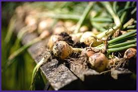 We did not find results for: How To Harvest Onions How To Tell When Onions Are Ready To Harvest Together Time Family