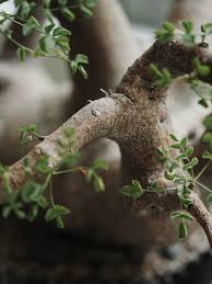 Image result for Thesium fanshawei