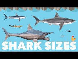 shark size species comparison youtube