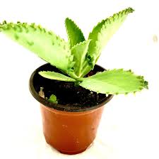 Image result for Kalanchoe daigremontiana