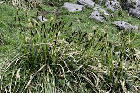 Image result for Carex steudneri