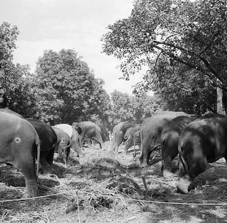 Elephants in Sonepur Cattle Fair, Bihar in 1952: This 1952 photograph captures the iconic Sonepur Cattle Fair in Bihar, where elephants once took center stage. Elephants were traded here for royal ceremonies,